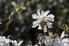 Magnolienblüte