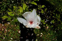 Magnolienblüte