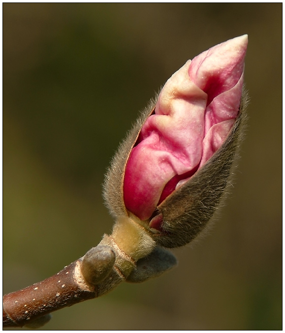 Magnolienblüte