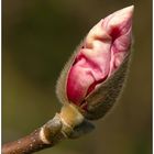 Magnolienblüte