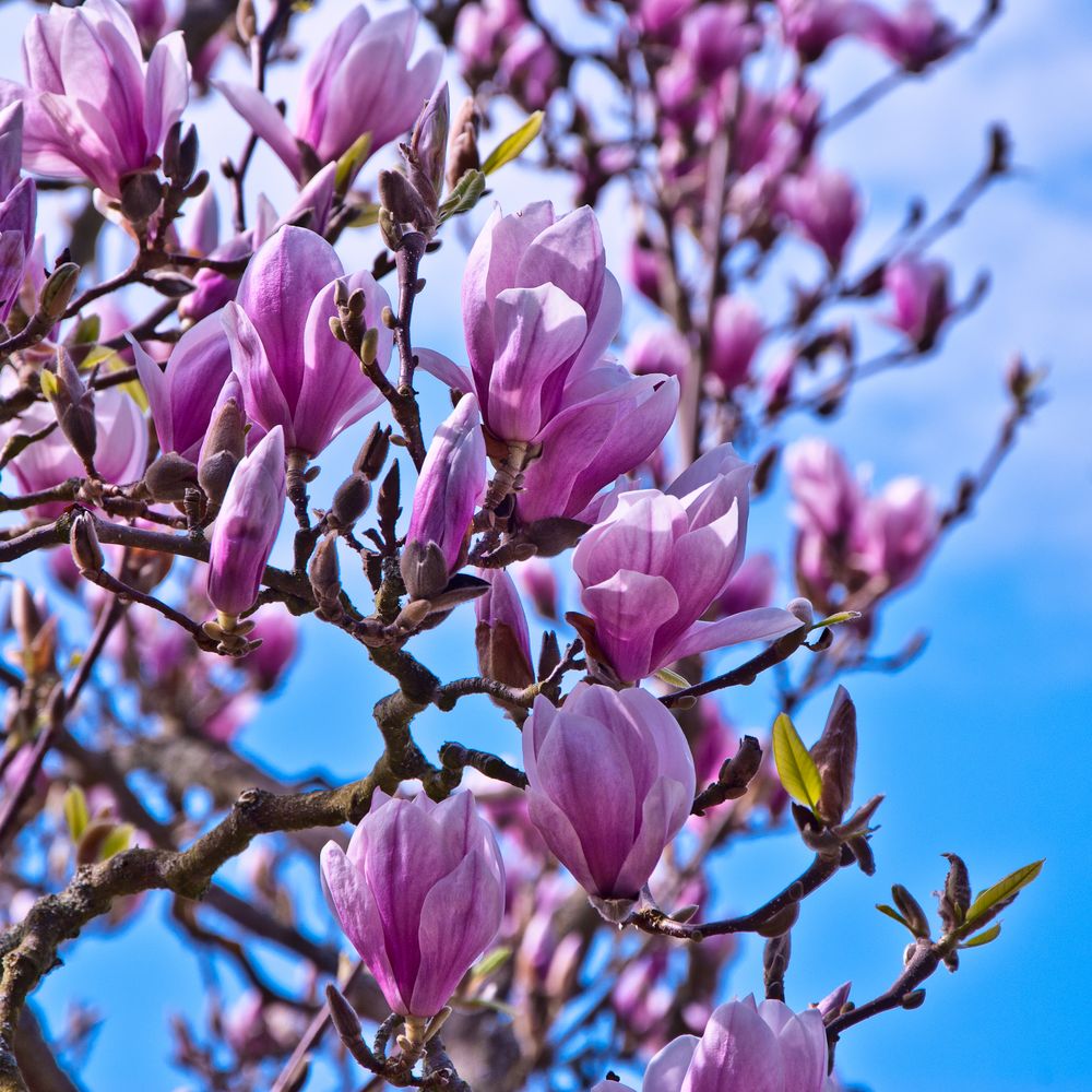 Magnolienblüte