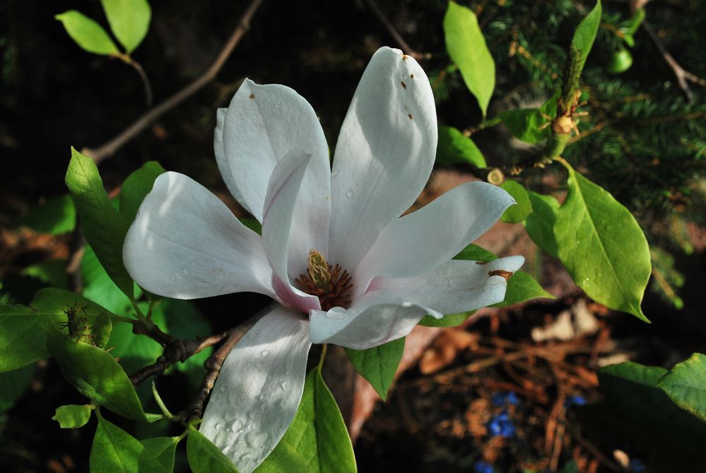 Magnolienblüte