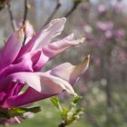 Magnolienblüte