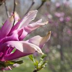 Magnolienblüte