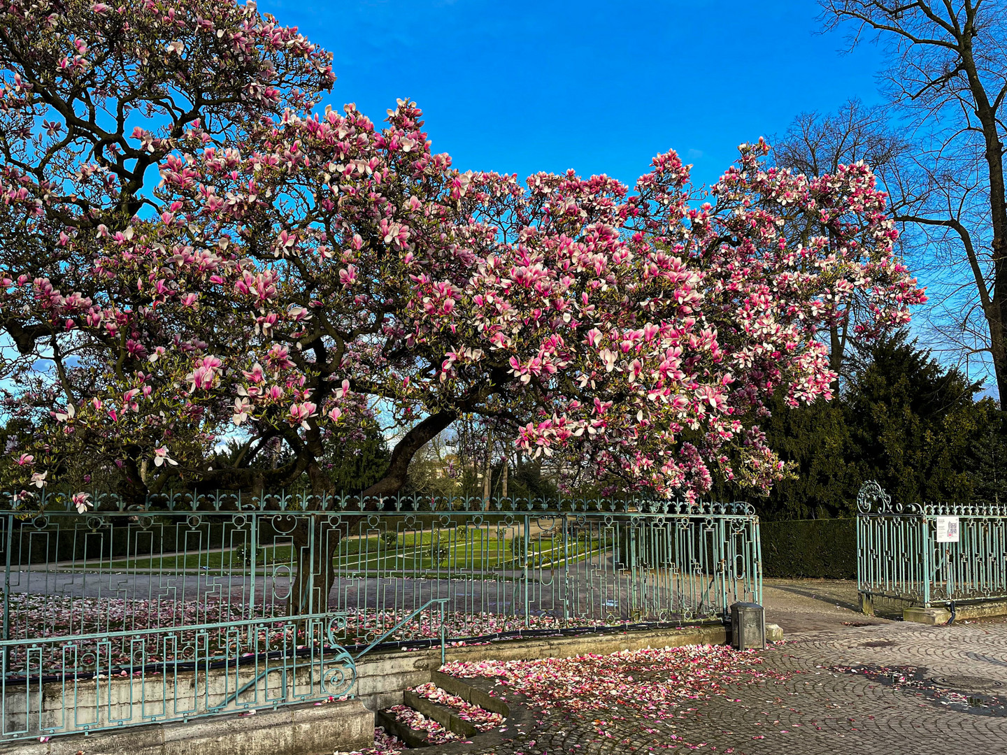 Magnolienblüte bei Schloss Benrath