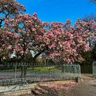 Magnolienblüte bei Schloss Benrath