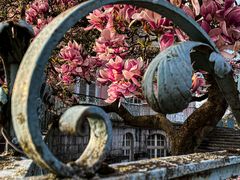 Magnolienblüte bei Schloss Benrath