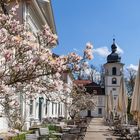 Magnolienblüte beim Schlossrestaurant