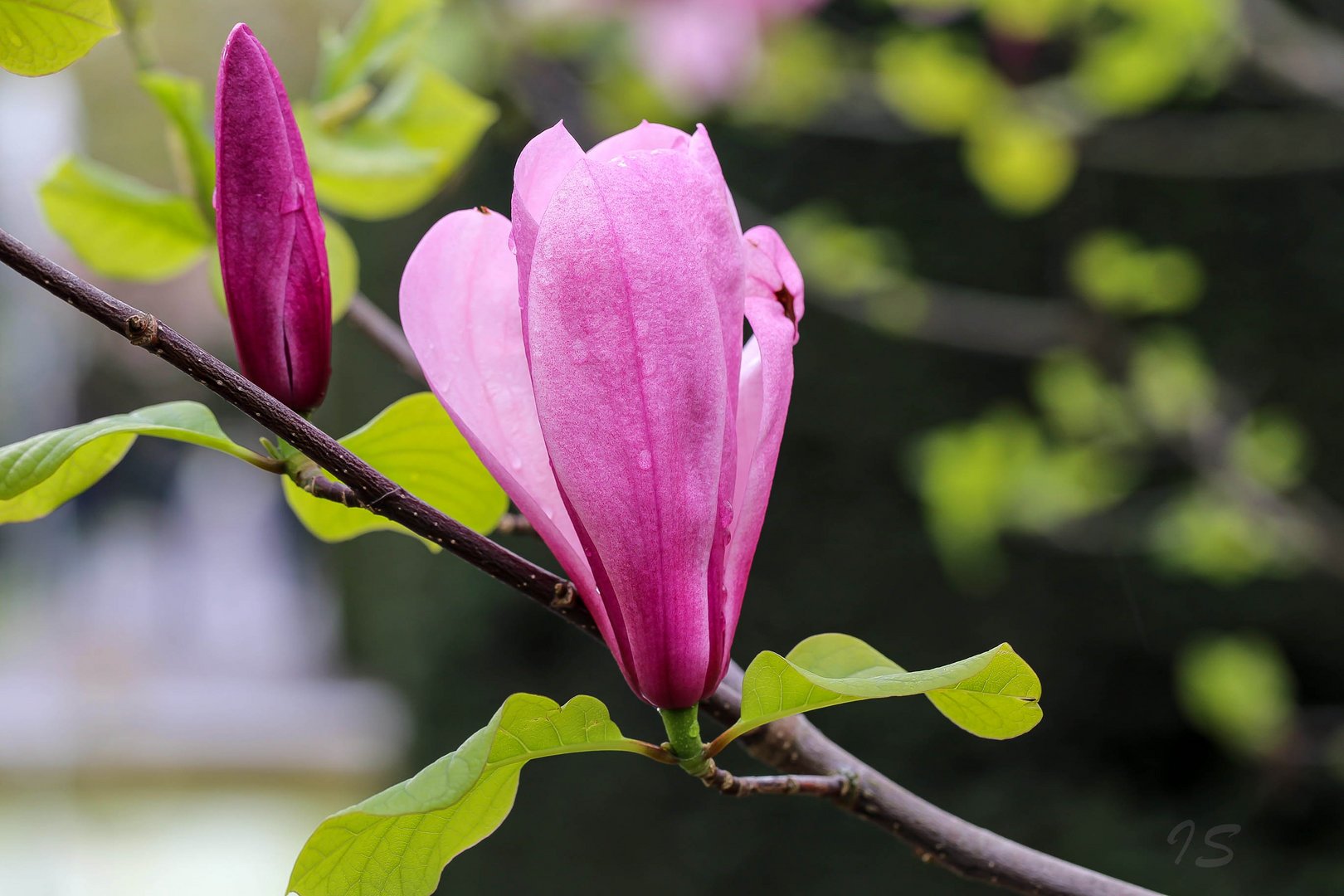 Magnolienblüte... betröpfelt_2