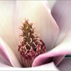 Magnolienblüte...