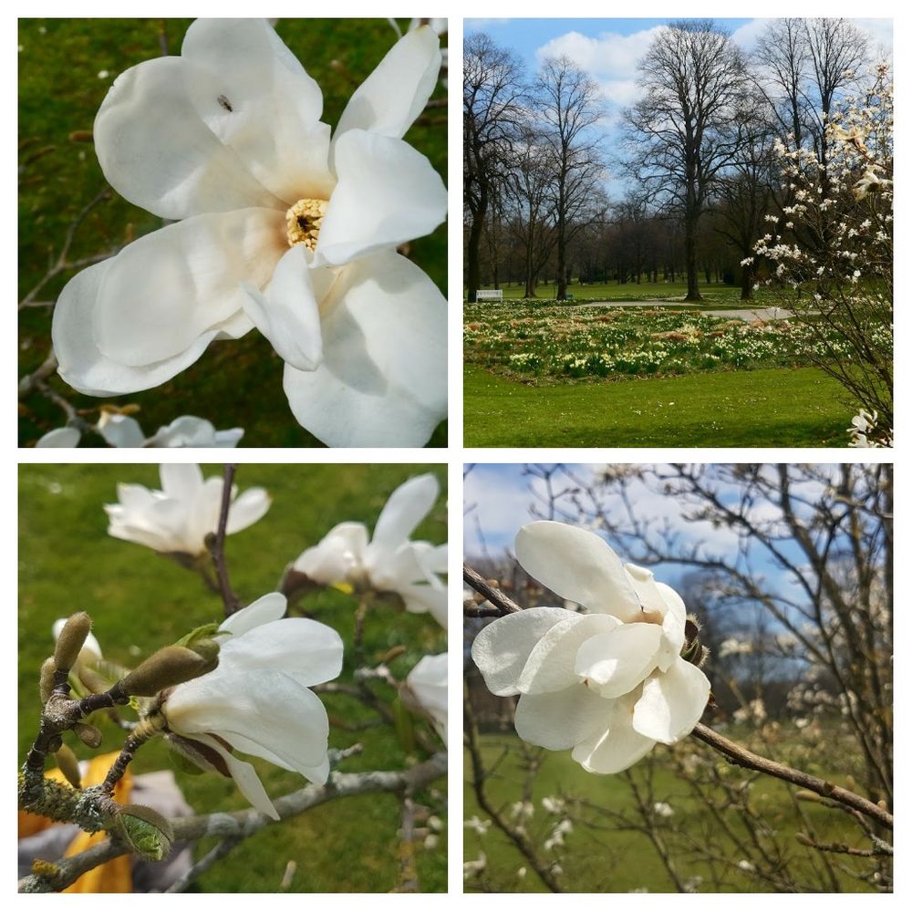 Magnolienblüte