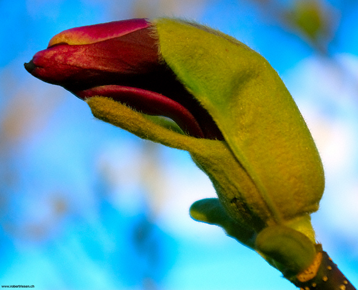 Magnolienblüte bricht durch