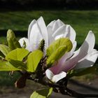 Magnolienblüte