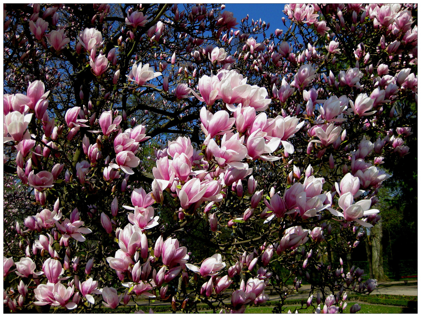 Magnolienblüte