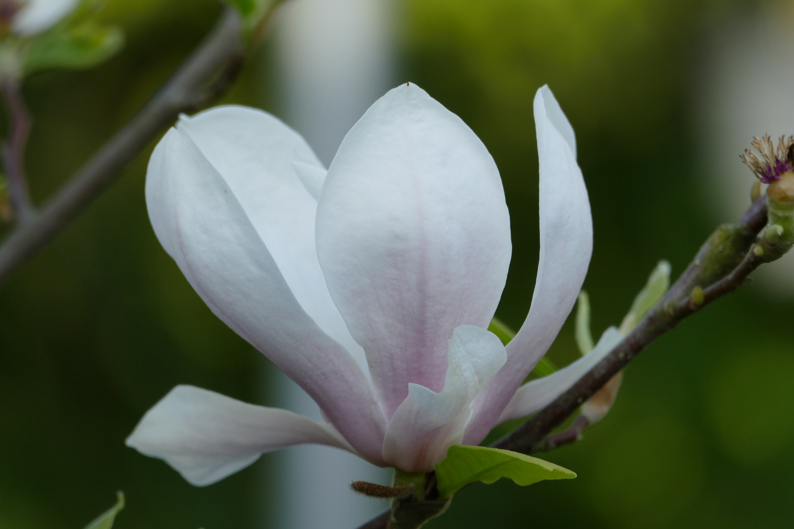 Magnolienblüte