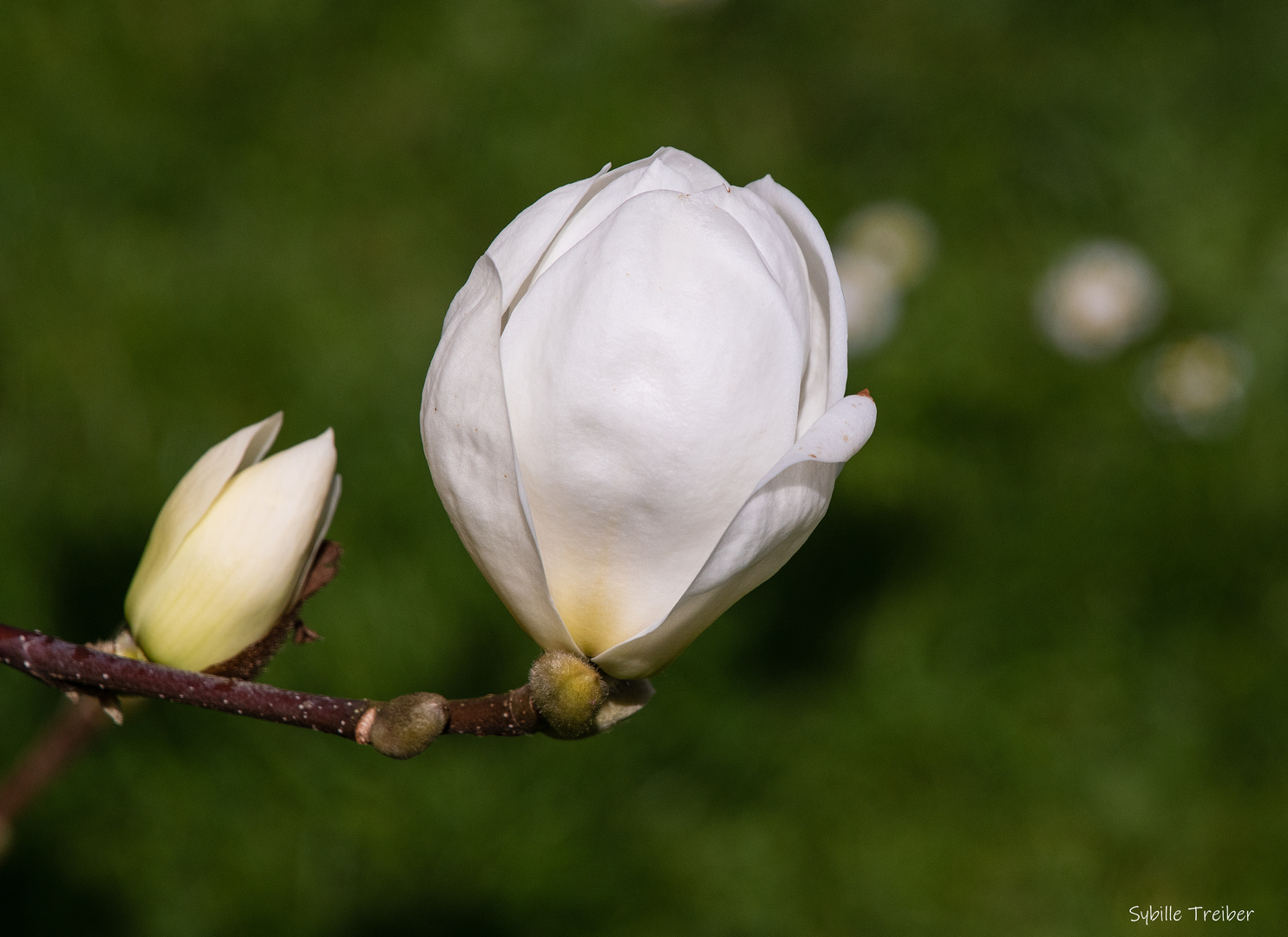 Magnolienblüte