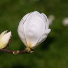 Magnolienblüte