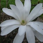 Magnolienblüte