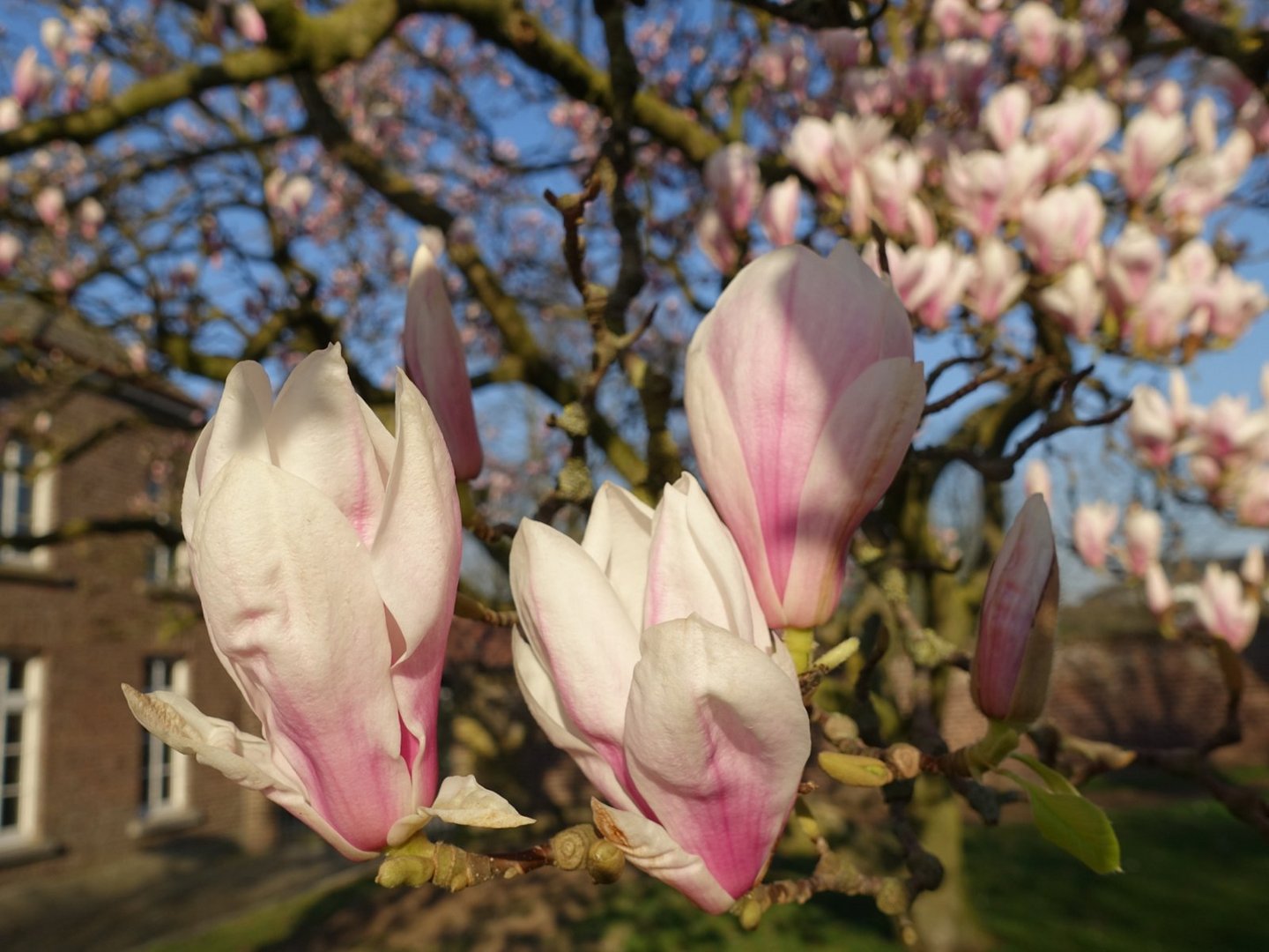 Magnolienblüte 