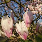 Magnolienblüte 