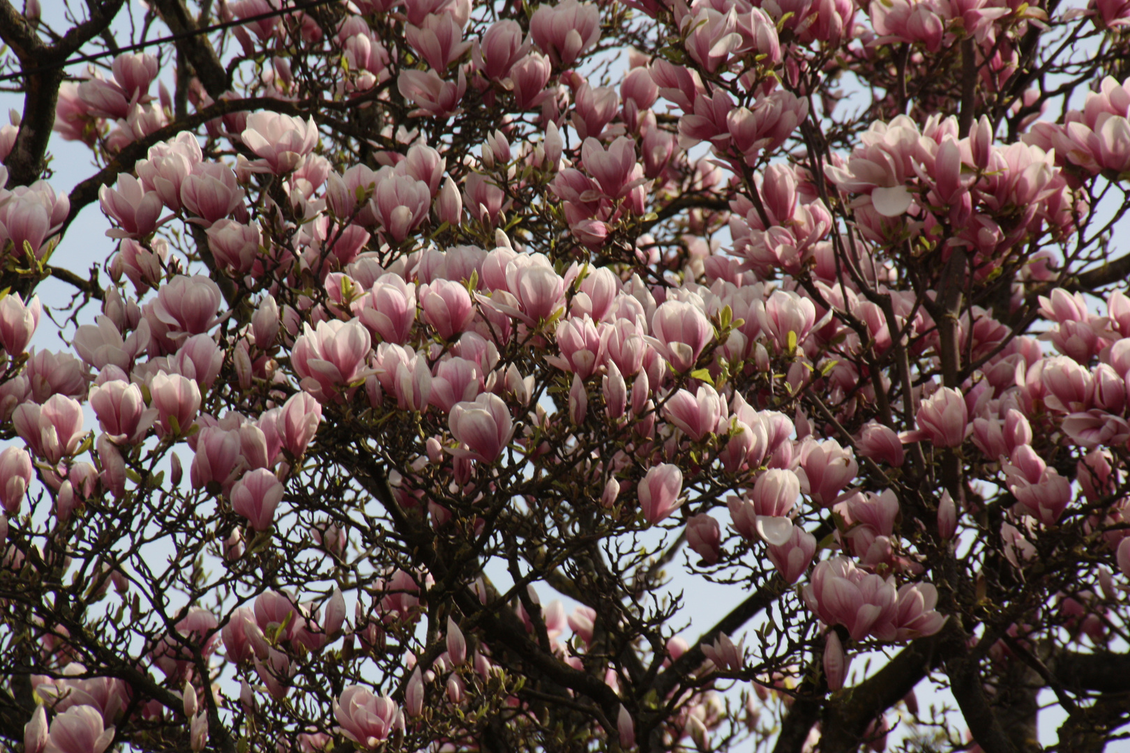 Magnolienblüte