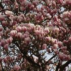 Magnolienblüte