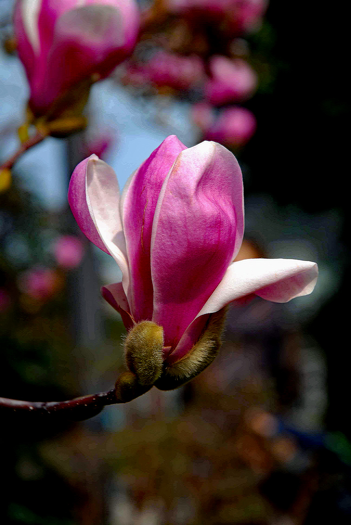 Magnolienblüte