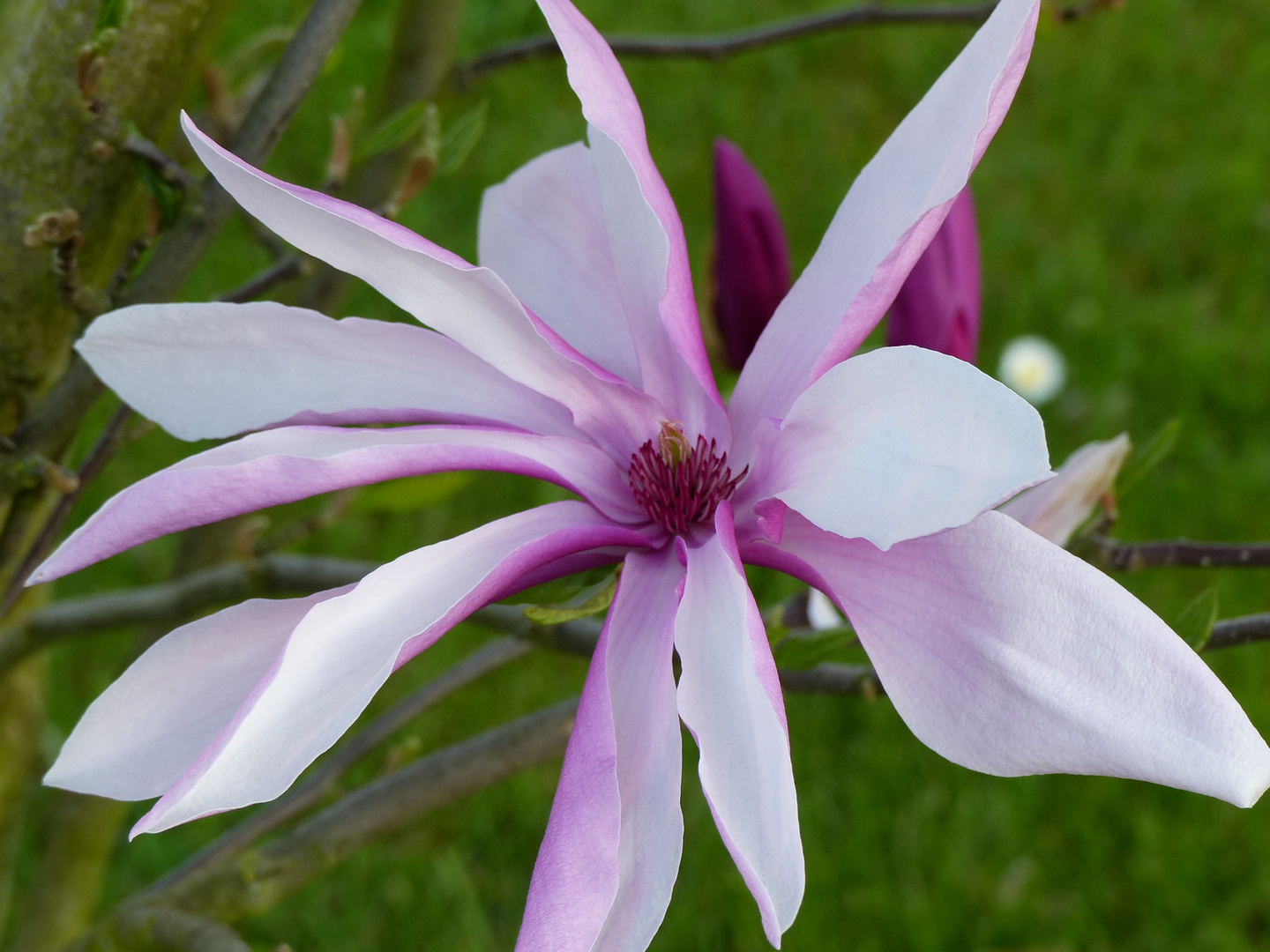 Magnolienblüte