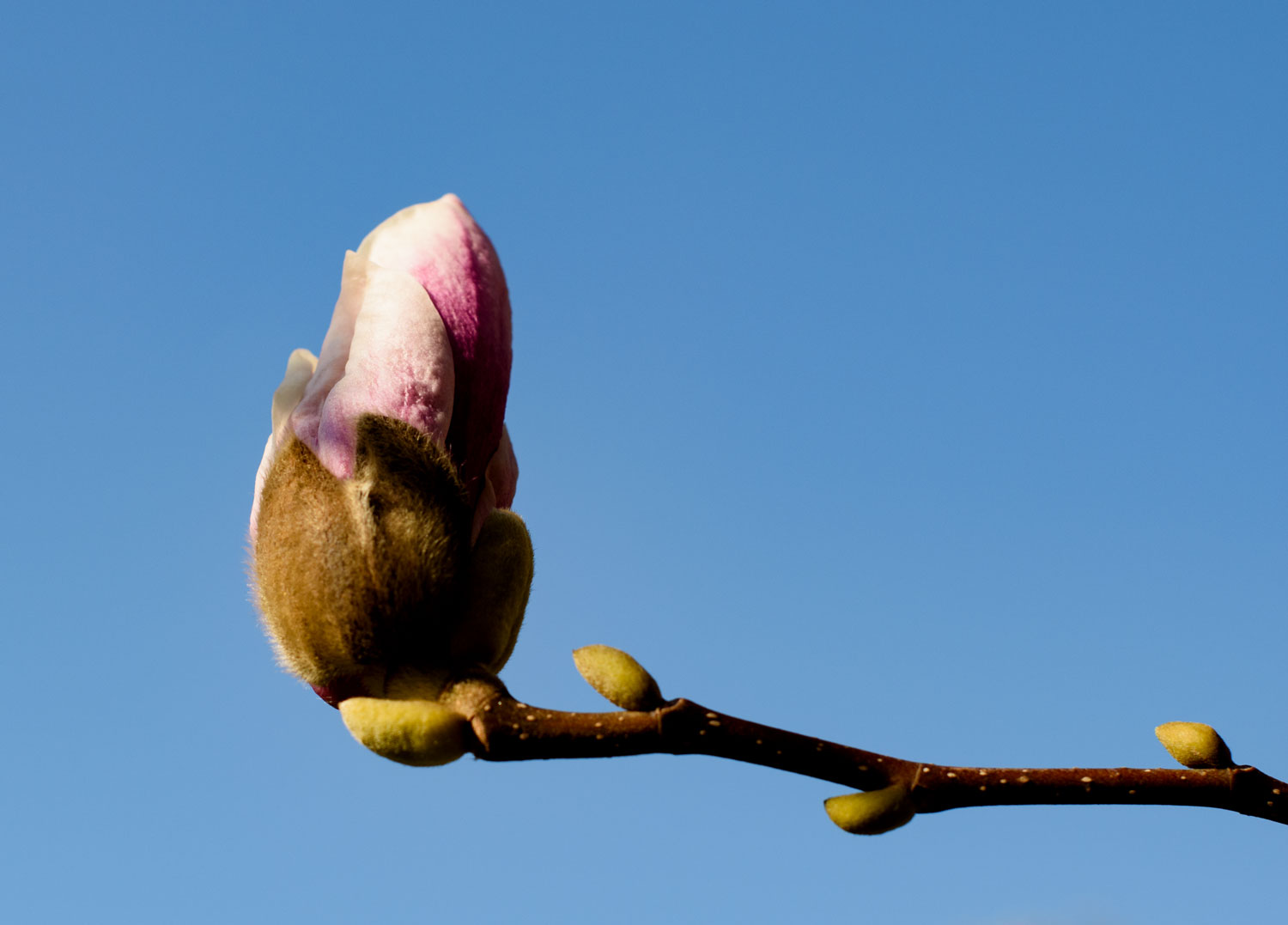 Magnolienblüte