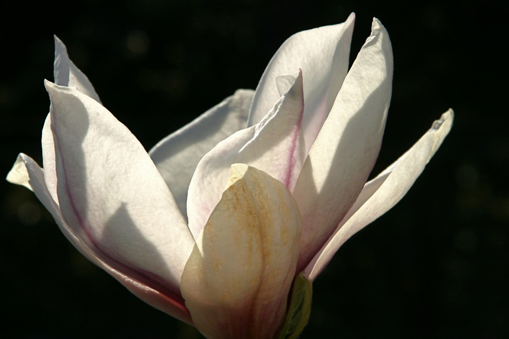 Magnolienblüte