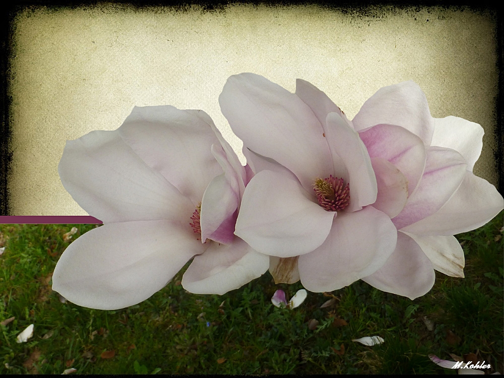 Magnolienblüte