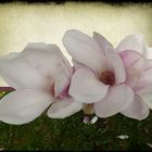 Magnolienblüte