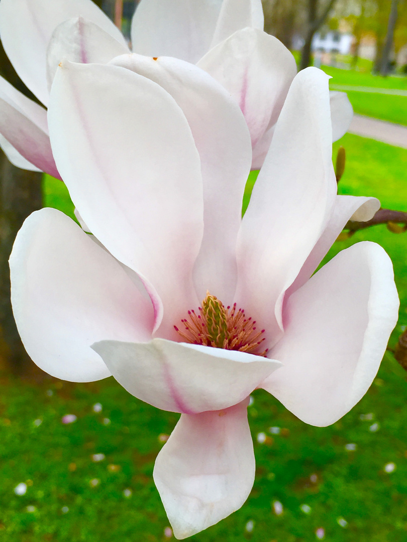 Magnolienblüte