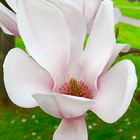 Magnolienblüte