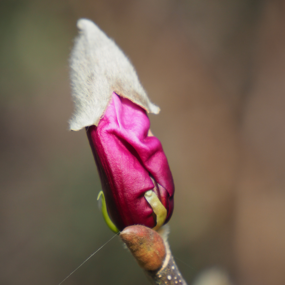 Magnolienblüte