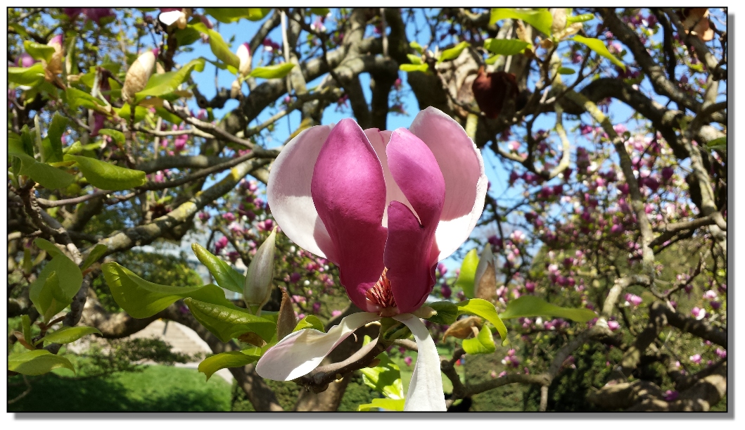 Magnolienblüte