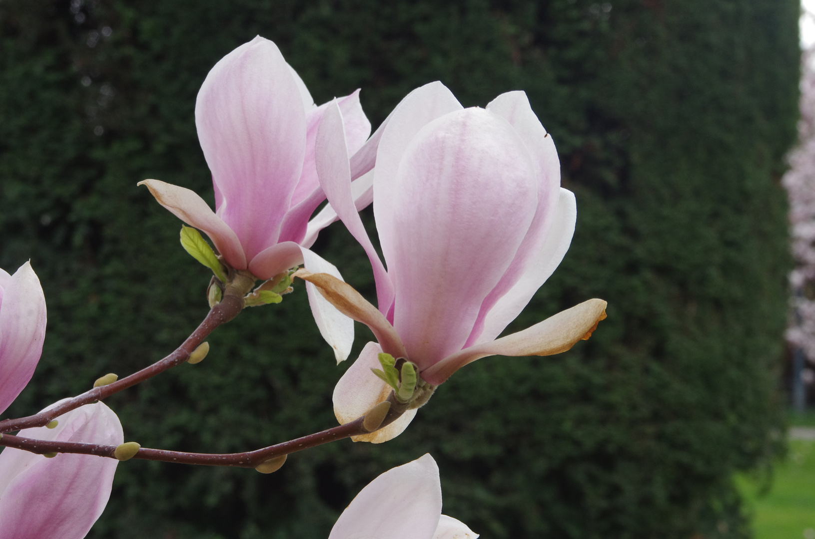 Magnolienblüte