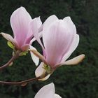 Magnolienblüte