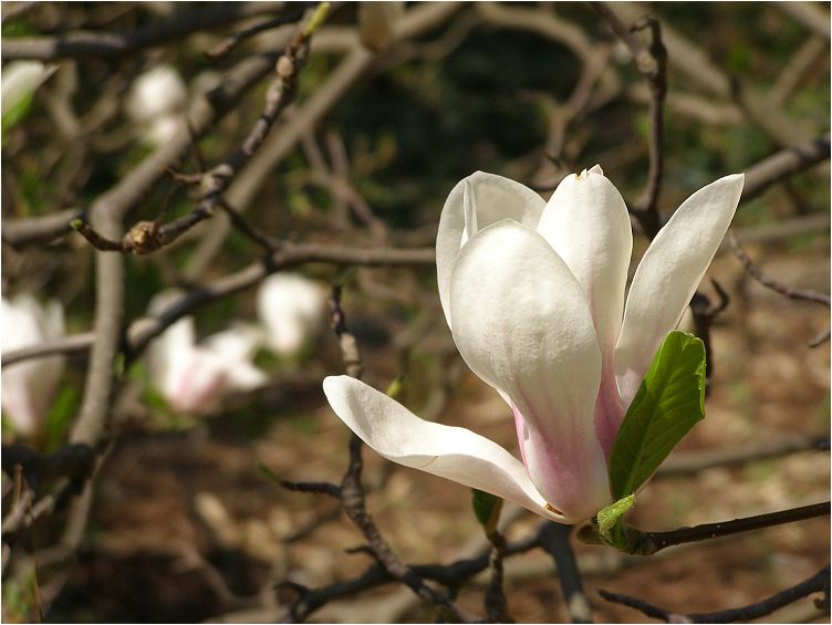 Magnolienblüte