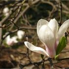 Magnolienblüte