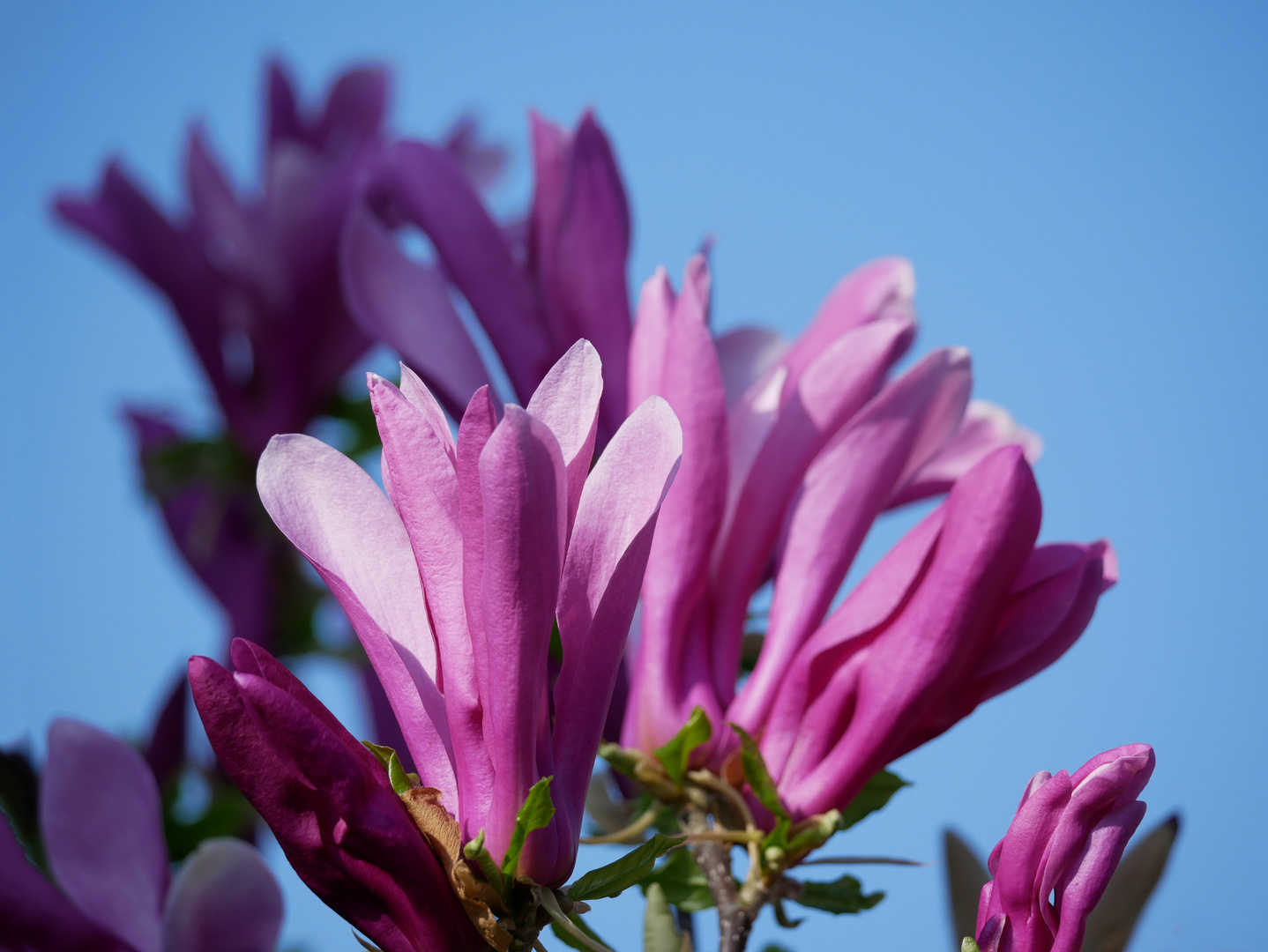 Magnolienblüte