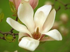 Magnolienblüte