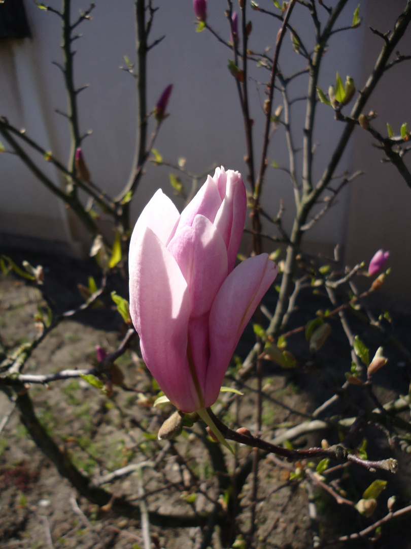 Magnolienblüte