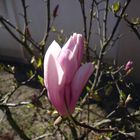 Magnolienblüte