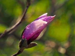 Magnolienblüte