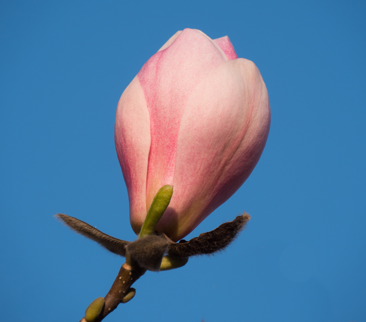 Magnolienblüte