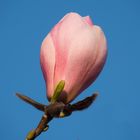 Magnolienblüte