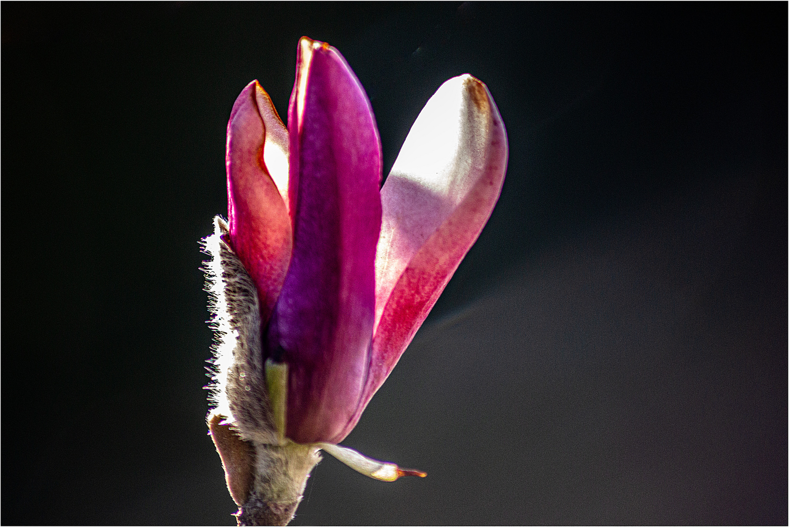 Magnolienblüte