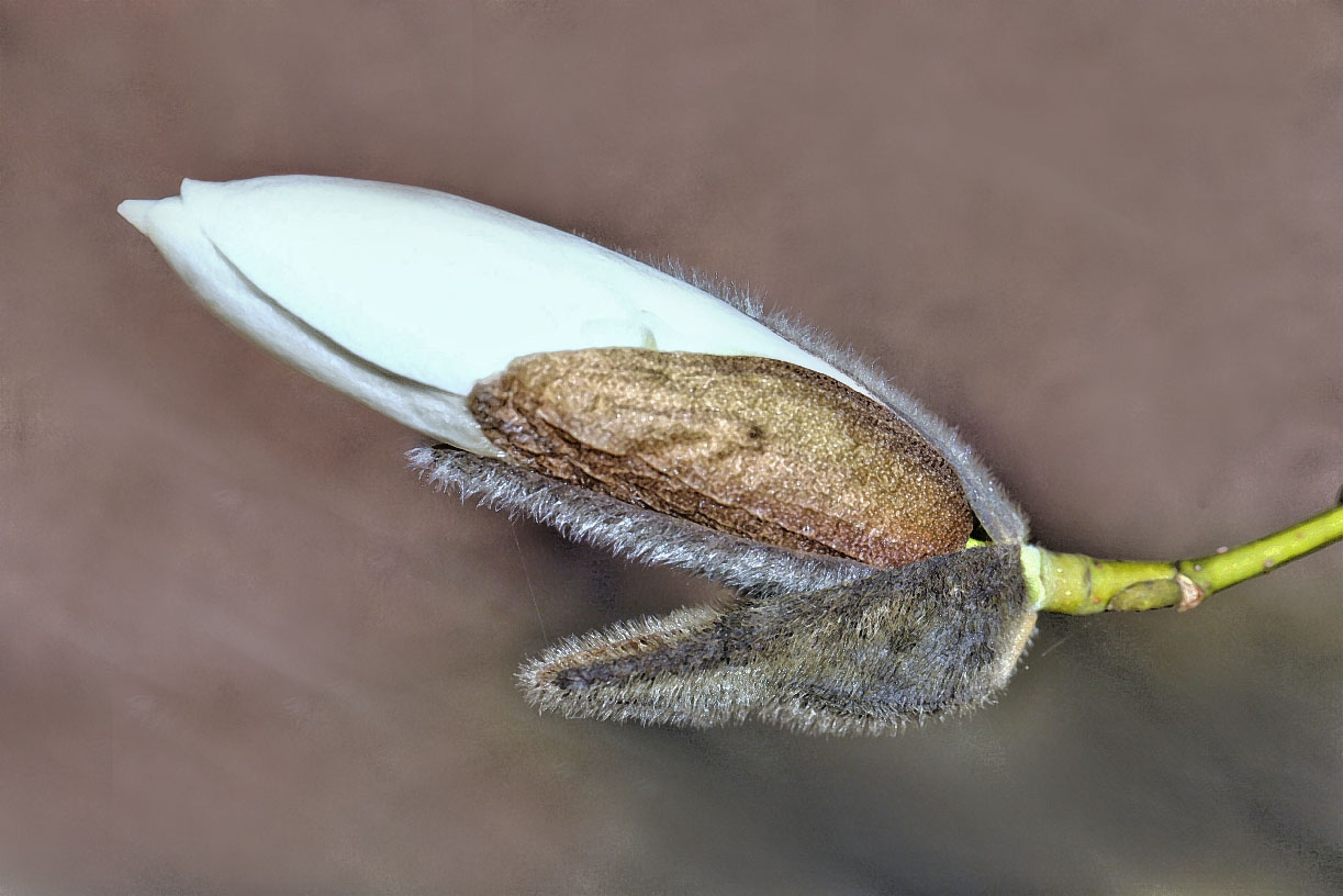 Magnolienblüte