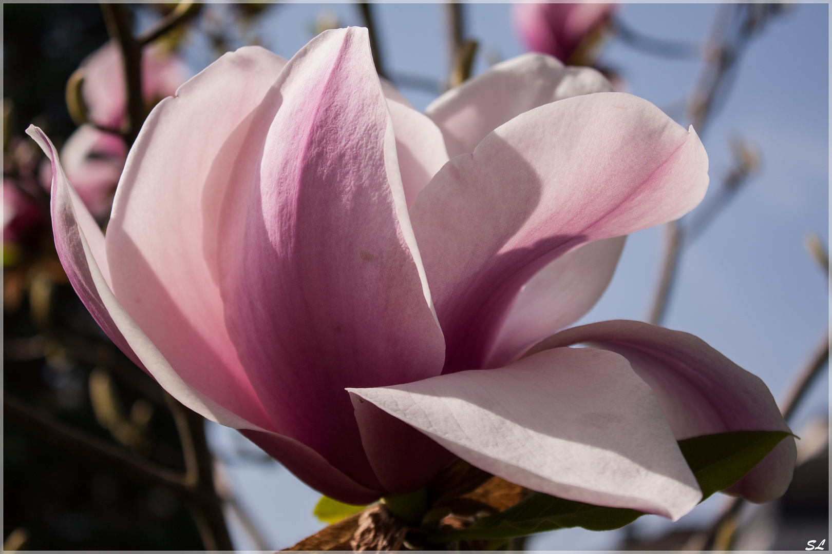 Magnolienblüte